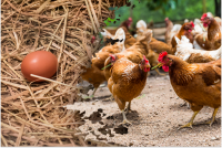 Чому кури погано несуться і як змусити їх давати більше яєць: відповіді на всі питання