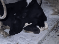 1,5 мільйона переглядів на TikTok: хитра корова придумала, як уникнути доїння і стала зіркою мережі