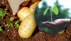 Сколько золы нужно при посадке картошки?