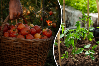 Их ищут все огородники: 5 самых урожайных сортов томатов, которые восхищают своим вкусом