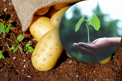 Когда начинать готовить картофель к посадке: правила посадки картошки весной