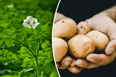 Бульби дозріють вже у червні: найкращі ранні сорти картоплі, які шукають всі городники