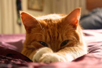 Кошки не зря обожают спать на хозяине: почему они так делают