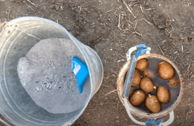 Сусіди будуть заздрити врожаю: як правильно додавати золу при посадці картоплі
