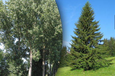 Тополя, ялина Тополя, ялина