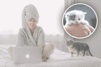 Как долго кошки помнят людейколлаж фото pexels