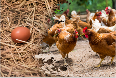 Домашні яйця або магазинні: розвіюємо міфи і обираємо краще