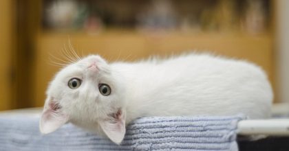 Хоть до раны прикладывай: какие породы кошек идеально впишутся в семью с детьми