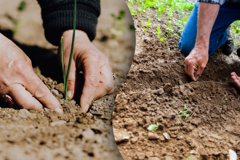 Чем удобрить землю весной, если нет навоза: достойные альтернативы для вашего огорода