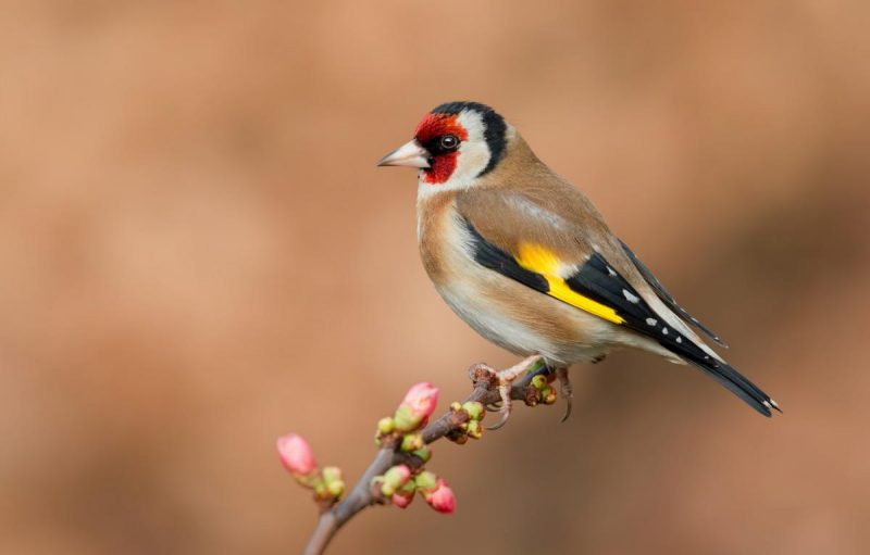 Почему 8 марта нельзя одевать старую одежду: приметы и что нельзя делать