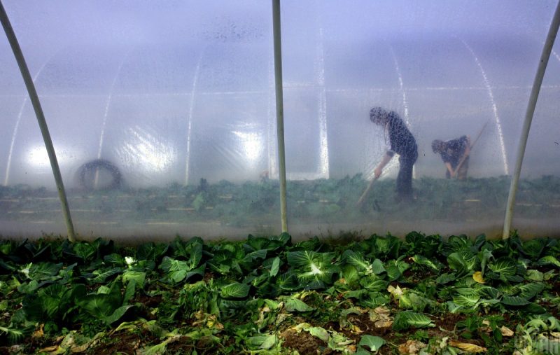 Что нужно делать в теплице весной: простые и эффективные средства для богатого урожая