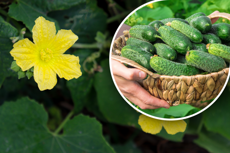 Надзвичайно ароматні та дуже солодкі: 5 найкращих сортів огірків, які ніколи не гірчать