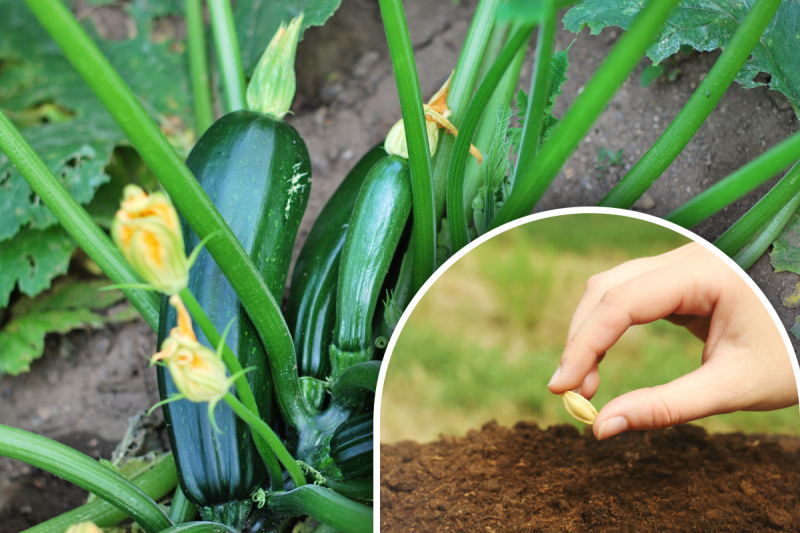 Спритність рук і ніякого шахрайства: що потрібно для гарного врожаю кабачків