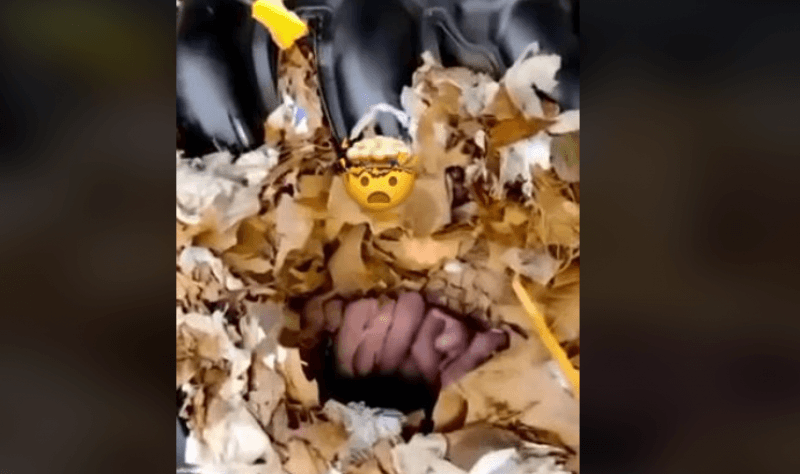 Заглянув під капот і обімлів: механік знайшов несподівану причину поломки авто