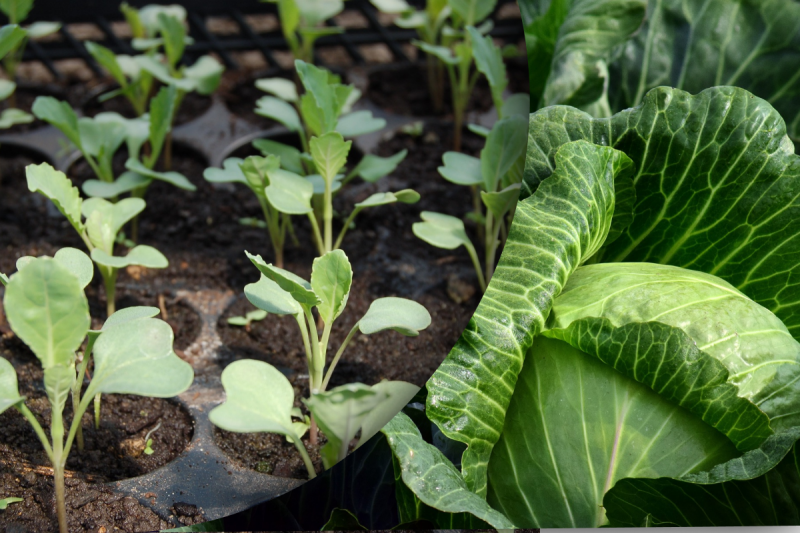 Як, коли і чому: все, що потрібно знати про правильну посадку розсади капусти