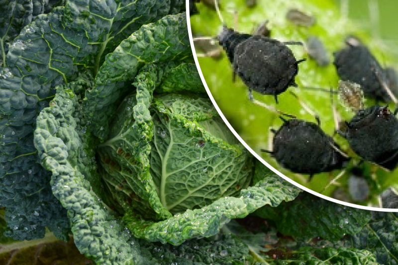 Как избавиться от тли навсегда: 3 простых способа уничтожить опасного вредителя