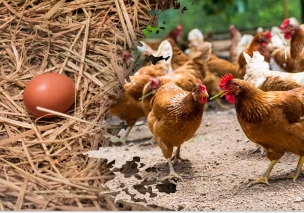 Курица села на яйца - что делать дальше - Мир Фермера