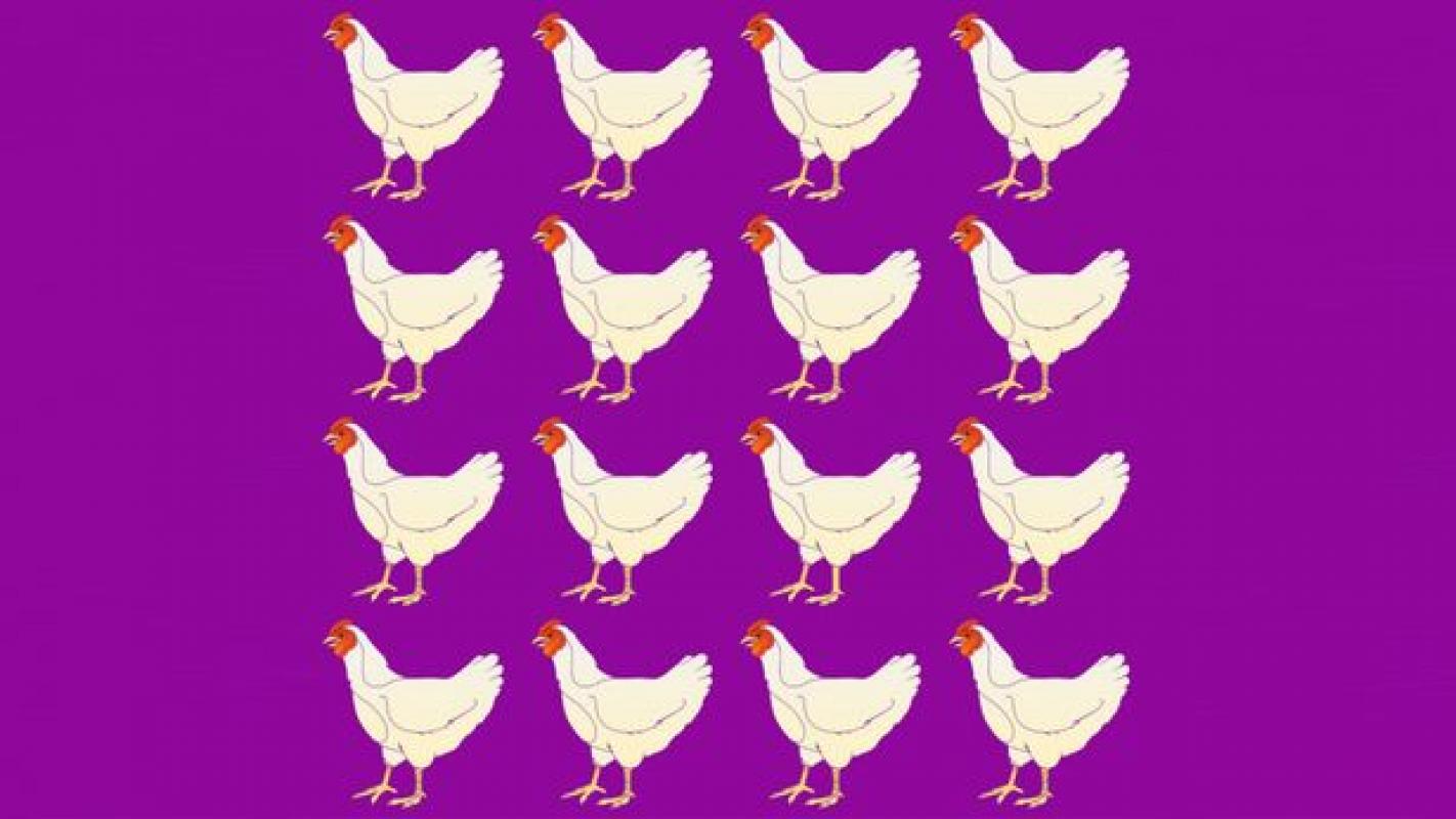 Головоломка курка Головоломка курка