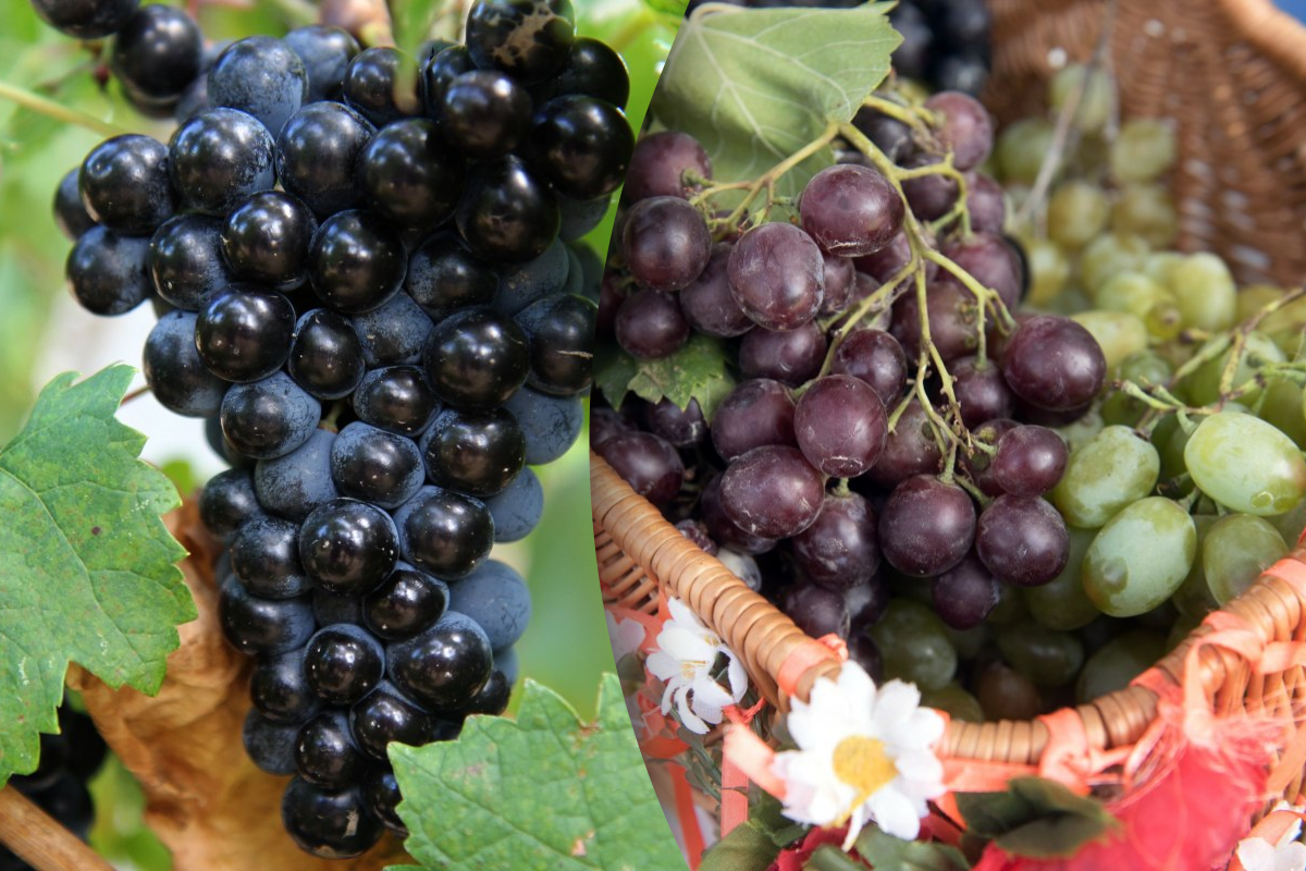 Чем лучше подкормить виноград ранней весной: простая схема для хорошегоурожая