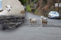 Вони скрізь: банда диких овець взяла в облогу село, люди б'ють на сполох