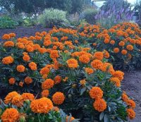 Що посадити на дачній ділянці, щоб комарі не заважали жити