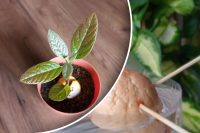 Можно ли посадить авокадо во дворе: миф или реальность