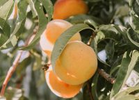 Що потрібно, щоб абрикос плодоносив: поради, які повинен знати кожен садівник