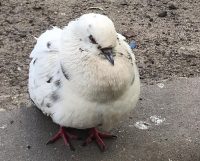 Чому голуб прилетів на балкон і про що він віщує