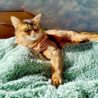 Чому кішка хоче залізти в шафу та як відучити її це робити