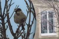 Что значит если воробей ударился в окно: предвестие беды или радостная встреча