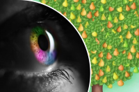 Дуже складна оптична ілюзія: лише генії можуть знайти приховану помилку на зображенні дерева