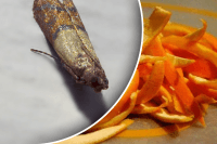 Чому з'являється моль в будинку: кілька дієвих способів від неї позбутися