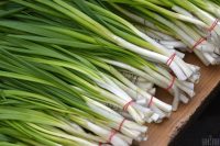 Який полив любить цибуля: хитрий секрет досвідчених дачників - чим полити цибулю, щоб росла добре