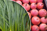 Чим корисна молода цибуля: кілька причин, за якими її потрібно вживати регулярно