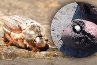 Как избавиться от личинок майского жука, пока они не уничтожили урожай