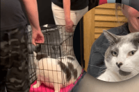 Перегодували нездоровою їжею: як виглядає найтовстіший кіт у світі