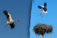 Почему аист прилетает к дому и что это означает