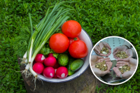 В Україні після довгого подорожчання з'являться нові ціни на популярні овочі: пояснення експерта