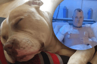 Він був для мене всім: собака-герой померла, рятуючи життя господаря