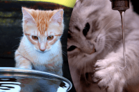 Боятся как огня, но это их не останавливает: зачем кошки трогают лапой воду