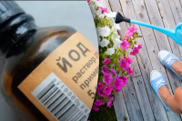 Зацвіте і зазеленіє навіть напівмертва рослина: як удобрювати квіти йодом