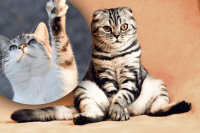 Из монстра в тихоню: что делать, если кот избалованный