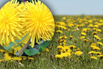 В чем польза цветов одуванчика В чем польза цветов одуванчика