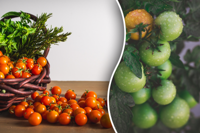 помидоры помидоры