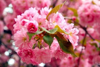 весна, погода, потепління в Україні