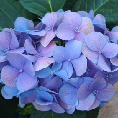 Гортензия Гортензия