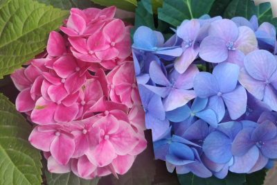 Гортензия Гортензия