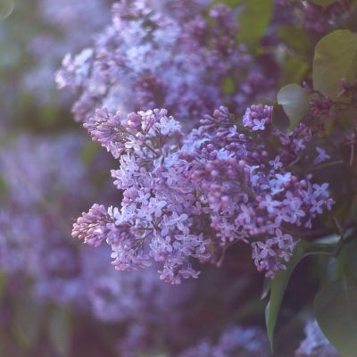 Сирень Сирень