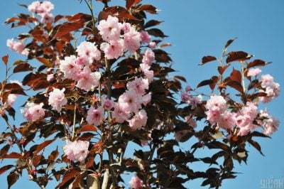 весна, прикмети