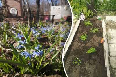 Які квіти не можна садити на кладовищі Які квіти не можна садити на кладовищі